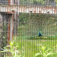 八木山動物園