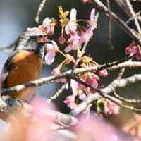 桜花の中のジョウビタキ