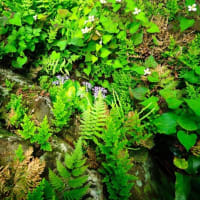 ハナショウブ、イヌヌマトラノオ、イワタバコ（板橋区立赤塚植物園 2025.6.8 撮影）