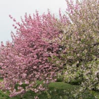 八重桜とアオジの囀り。（4/22＊月）