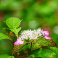 水無月～色づく紫陽花