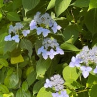 野草園