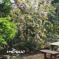 「八重紅枝垂れ桜の花が咲きました」　MY　GARDEN　2025.05.13日撮影