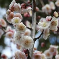 大仙公園の梅の花（２０２５年３月６日）