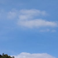 マーヤ🐩