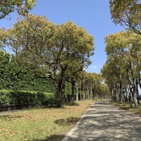 寒風の室見川