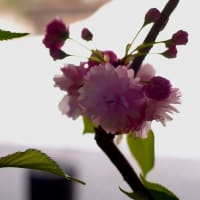 桜の花展