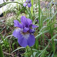 芍薬、小アヤメ、ジャーマンアイリス