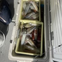 ７月８日の釣果〜🎣🐟