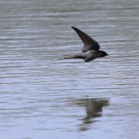 ロクヨンでコアジサシ