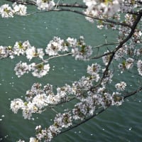 京都・岡崎疎水を行く桜散歩