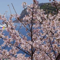2022年3月30日　西伊豆土肥温泉、桜の開花情報！