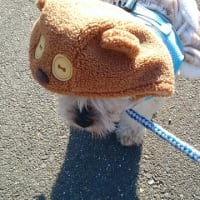 チャロと暫しのお別れ😢