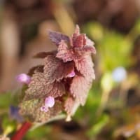 春彼岸の頃の花