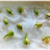 レモンの種を、発芽させてみました