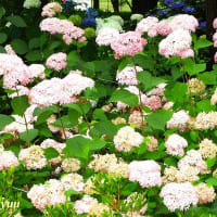 「相模原麻溝公園」では白と赤の「アナベル」ラスト景！！