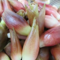 頂き物。。。