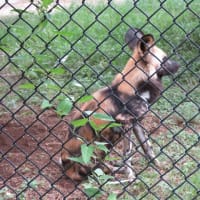 リカオン　ハイエナじゃ無いよ　日曜の朝は動物