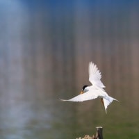 ロクヨンでコアジサシ