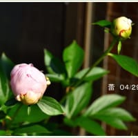 芍薬