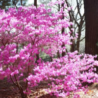 ひたち海浜公園