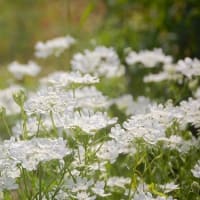 ５月に撮ったお花たち ⅱ