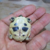 25えぱ２号誕生ヽ(^o^)丿