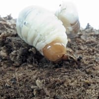 ホラサビクワガタ・3-終齢幼虫〜未知種の難しさ
