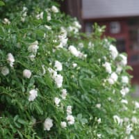 今年も白い蔓薔薇が咲きました