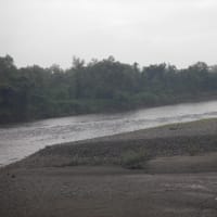 7/2-5 梅雨明けて天然遡上🐟魚の成長楽しみだがイマイチな北越三面川高根川でねー❓