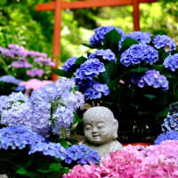 ペットOKのお寺なのに-奈良県明日香村：岡寺