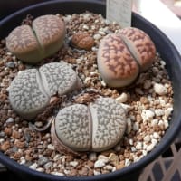 脱皮も終えて...大きくなるばかり？