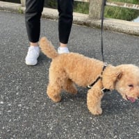 久々、サクラちゃん登場