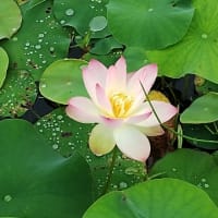 ★蓮の花。