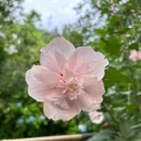 花も夏花に変わりました。梅雨入りも早く、梅雨明けも早く
