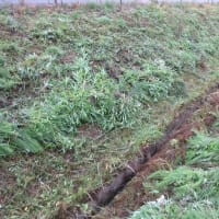 イネの生育は非常に早く雑草の刈り払いは終了