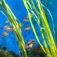 淡島水族館2Fの生き物　FILE:1 円柱水槽