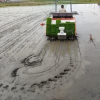 今日は朝からの雨