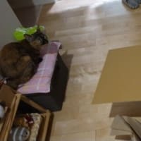 記事がないときの「あんず・ソウタ」頼み。箱好きなふたり。（DAYS with CATS）