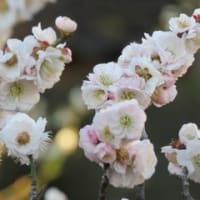 盤上の夜 著 宮内悠介 創元ｓｆ文庫 を読む その１ マー
