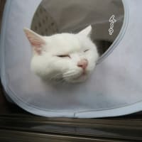 睡眠不足らしい