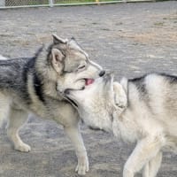 花だけで