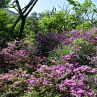 初夏の霧島　今年も鹿ケ原に行けた　2025/05/31（鹿児島）