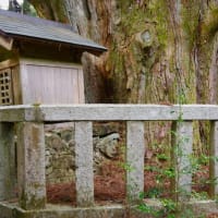 徳島県神山町、阿野・下分「浄蓮庵・左右内の一本スギ」（県指定）です