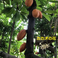 東京都薬用植物園