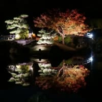 大仙公園　日本庭園の紅葉　ライトアップ（２０２４年１１月３０日）静止画