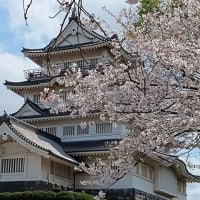 亥鼻城の桜