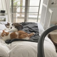 本日の猫たち#234