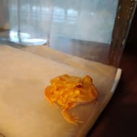 我が家にカエルさんが来ました。