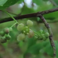 ２０２５年 片倉城跡公園近辺：キンラン（金蘭）、ユキザサ（雪笹）等